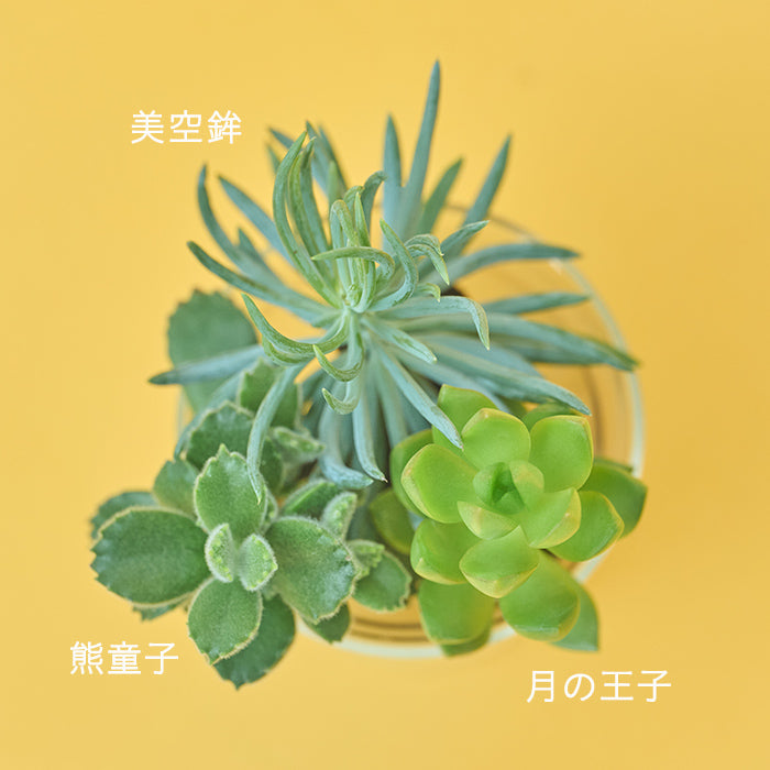 Taniku Set Paw（多肉植物のセット）｜土を使わない観葉植物 – &Green