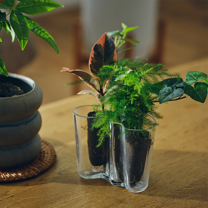 IITTALA アアルトベース クリア｜土を使わない観葉植物 – &Green