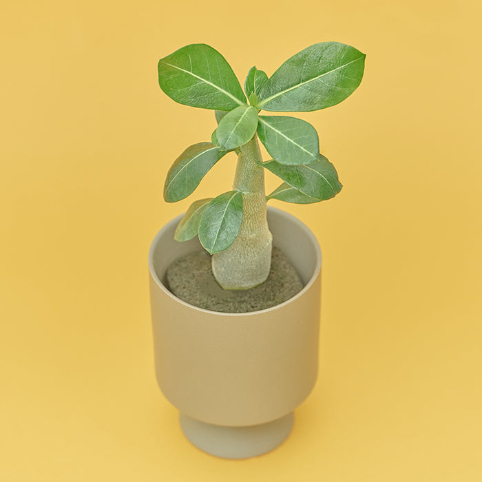 アデニウム・オベムス M（Simple Green）｜土を使わない観葉植物 – &Green