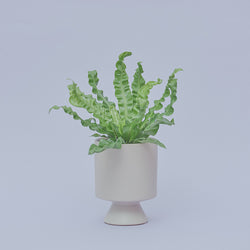 アスプレニウム・アカキ M