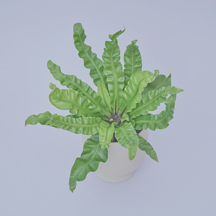 アスプレニウム・アカキ M（Simple Green）｜土を使わない観葉植物