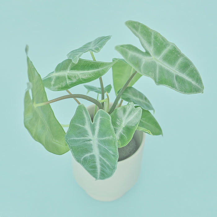 アロカシア・ロンギロバ M（Simple Green）｜土を使わない観葉植物