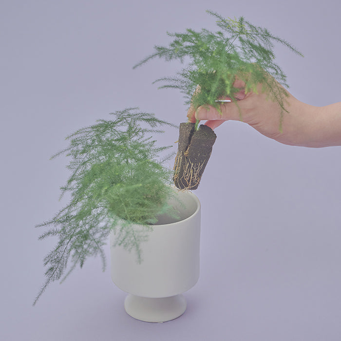 あすぱらがすページ あすぱらがすページ アスパラガス | 業務用商品- 富士通商株式会社