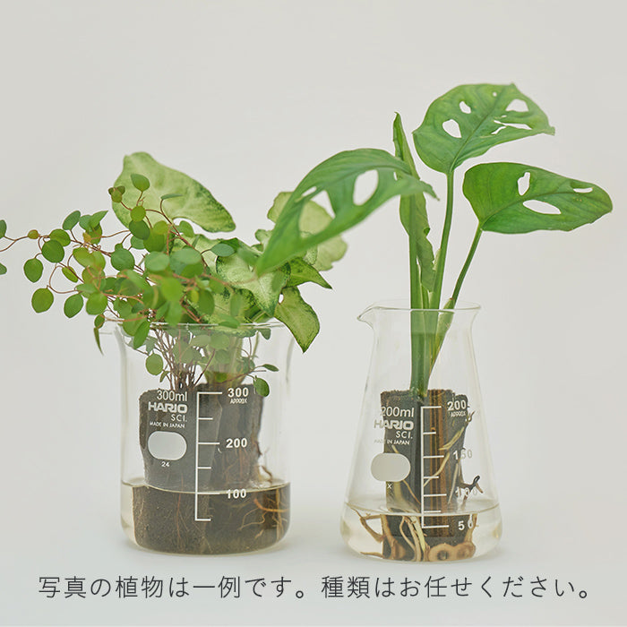 送料無料】Beaker & パキラM Set（植物と器のセット）｜土を使わない 