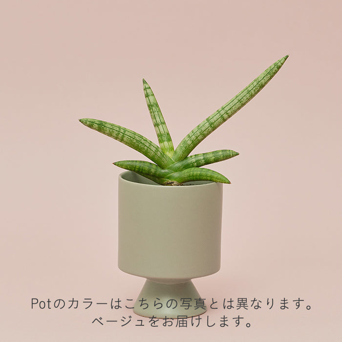 植物 Buy GJ Phalanx Venus Flytrap- Potted - Mi Flytraps