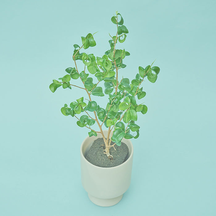 ベンジャミン・バロック M（Simple Green）｜土を使わない観葉植物