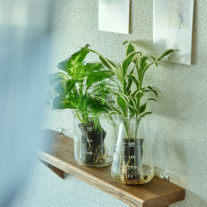 Beaker ビーカー2個セット｜土を使わない観葉植物 – &Green