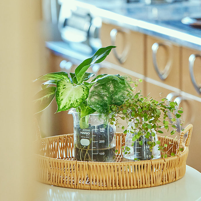 Beaker ビーカー2個セット｜土を使わない観葉植物 – &Green