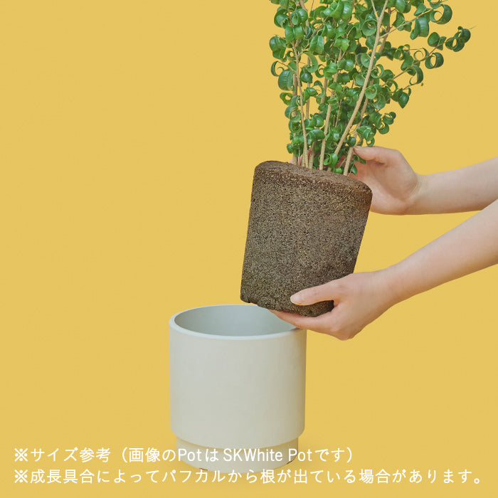 ベンジャミン・バロック L Clear Pot（Simple Green L）｜土を使わない