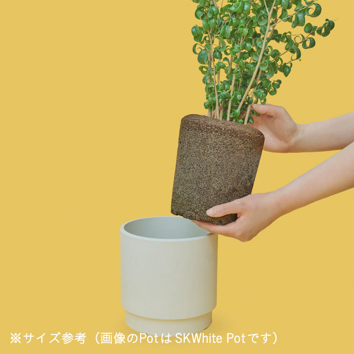 ベンジャミン・バロック L Clear Pot（Simple Green L）｜土を使わない