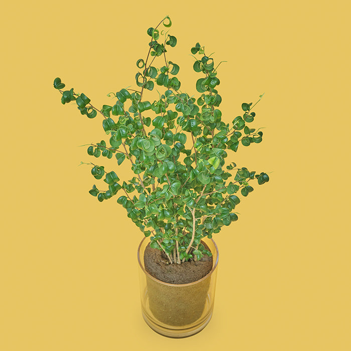 絶対枯れない！ベンジャミン ベンジャミン・バロック L Clear Pot（Simple Green L）｜土を使わない