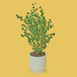 ベンジャミン・バロック L SKWhite Pot