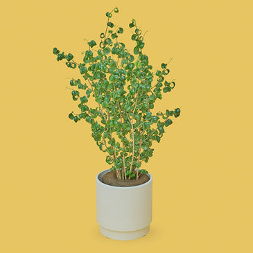 ベンジャミン・バロック L SKWhite Pot