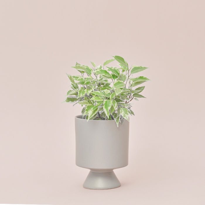 Shopping - 商品一覧｜土を使わない観葉植物の通販サイト