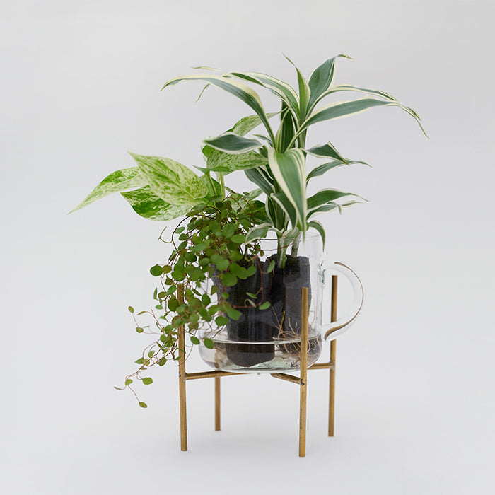 Brass Stand 真鍮製の植物スタンド｜土を使わない観葉植物 – &Green