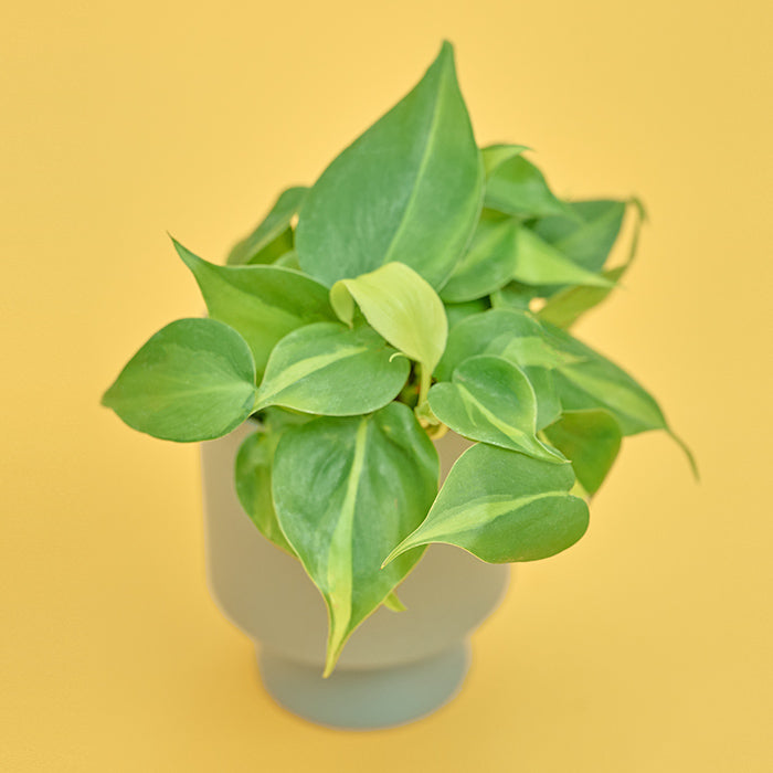 オキシカルジウム・ブラジル Set|土を使わない観葉植物 – &Green オキシカルジウム・ブラジル Set|土を使わない観葉植物 – &Green