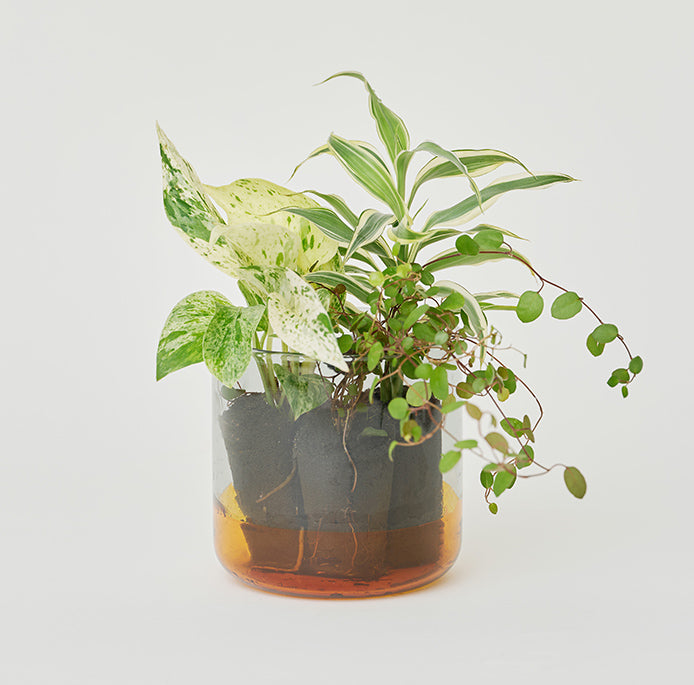 TWO TONE CANISTER Gray×Amber（ガラスキャニスター）｜土を使わない