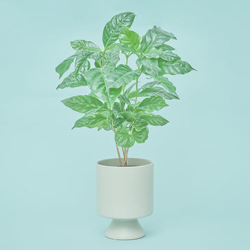 コーヒーの木 M