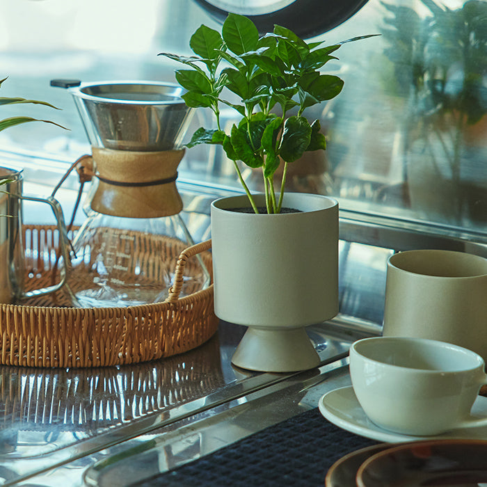コーヒーの木 M（Simple Green）｜土を使わない観葉植物 – &Green