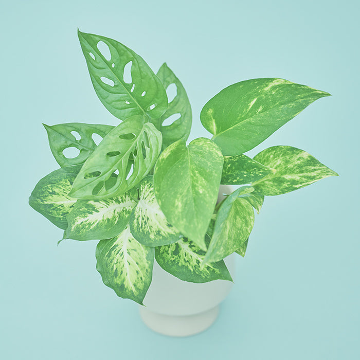 Daniel（マドカズラ、ポトス・ゴールデン、ディフェンバキア）｜土を