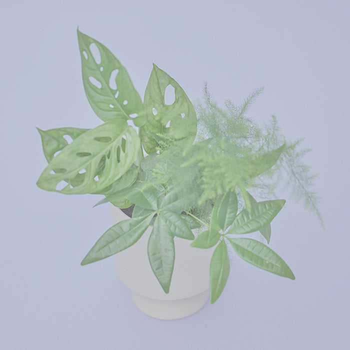 Elena（マドカズラ、アスパラガス、パキラ）｜土を使わない観葉植物