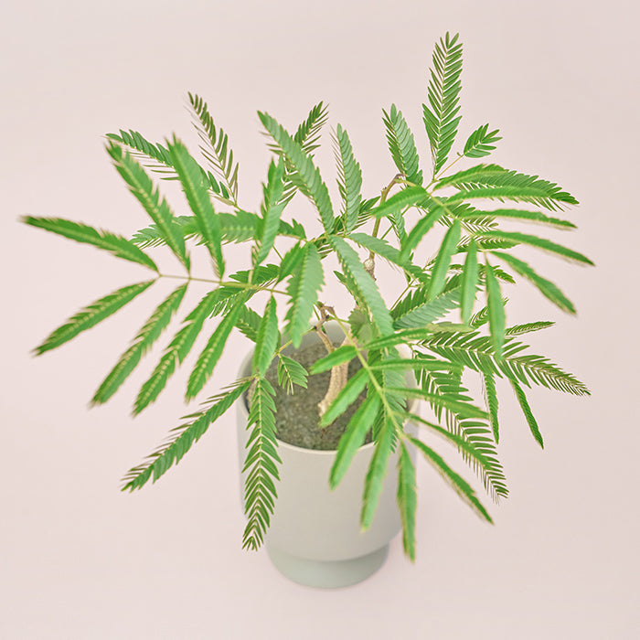 エバーフレッシュ M（Simple Green）｜土を使わない観葉植物 – &Green