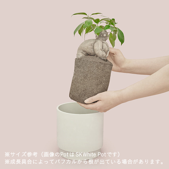 ガジュマル L Clear Pot（Simple Green L）｜土を使わない観葉植物