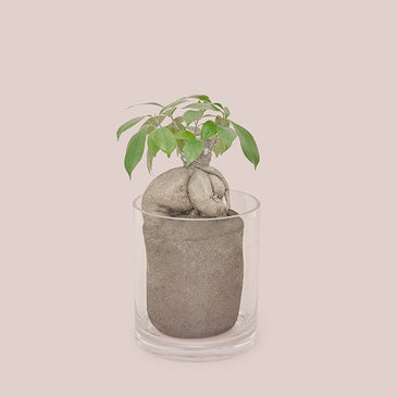 ガジュマル L Clear Pot