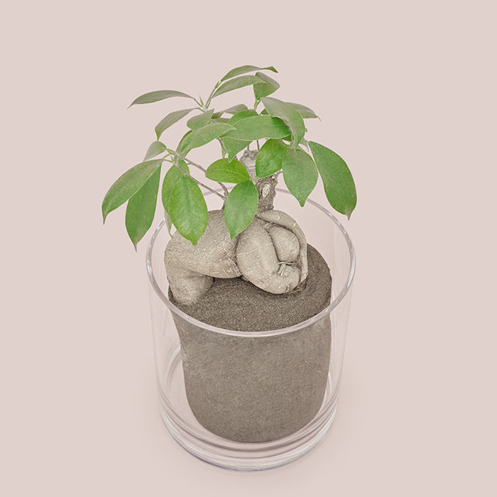 ガジュマル L Clear Pot（Simple Green L）｜土を使わない観葉植物