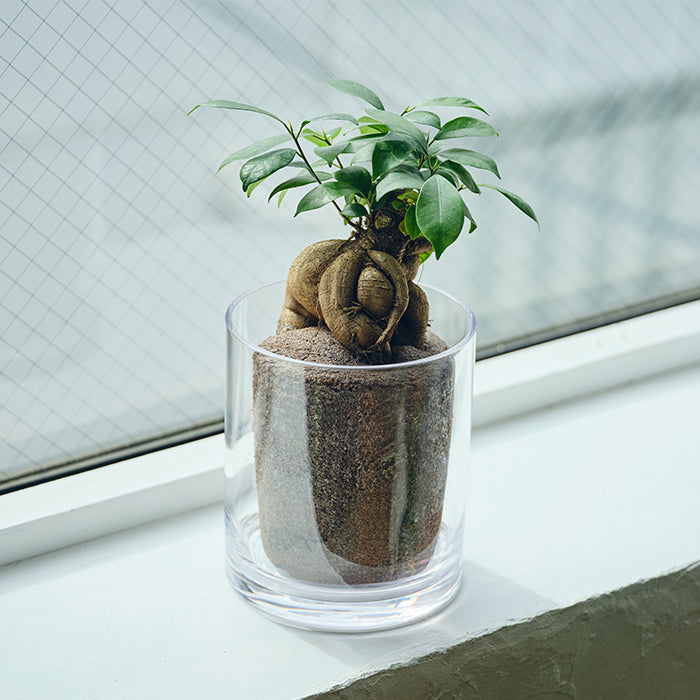その他観葉植物 j ガジュマル L Clear Pot（Simple Green L）｜土を使わない観葉植物