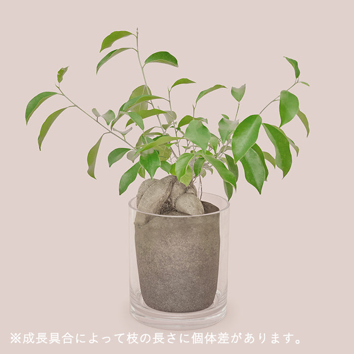 ガジュマル L Clear Pot（Simple Green L）｜土を使わない観葉植物