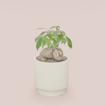 ガジュマル L SKWhite Pot