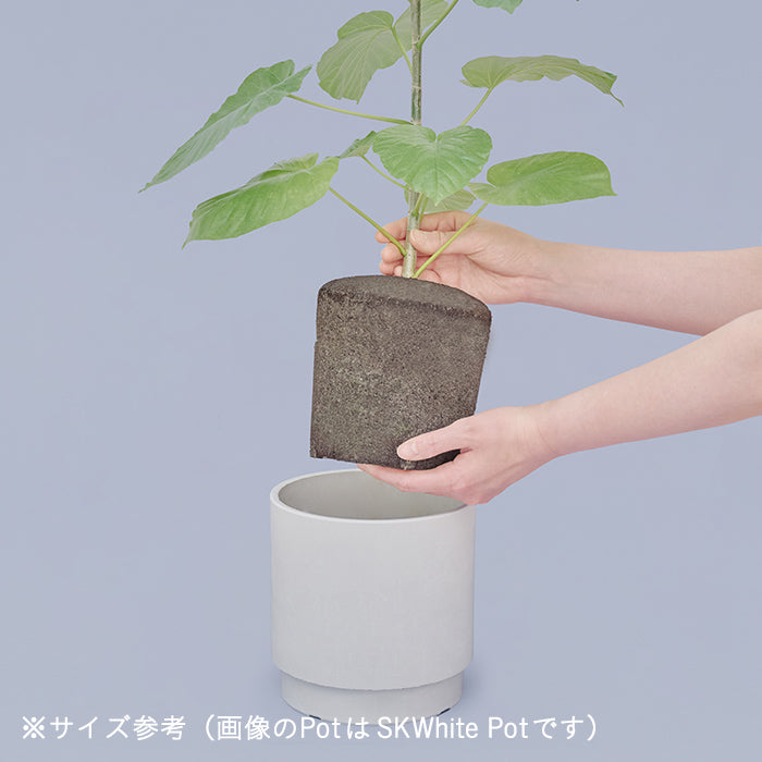 フィカス・ウンベラータ L SKWhite Pot（Simple Green L）｜土を使わ