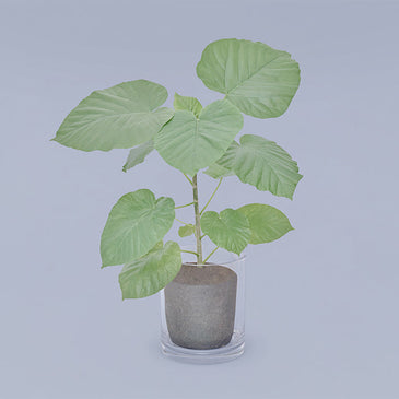 フィカス・ウンベラータ L Clear Pot