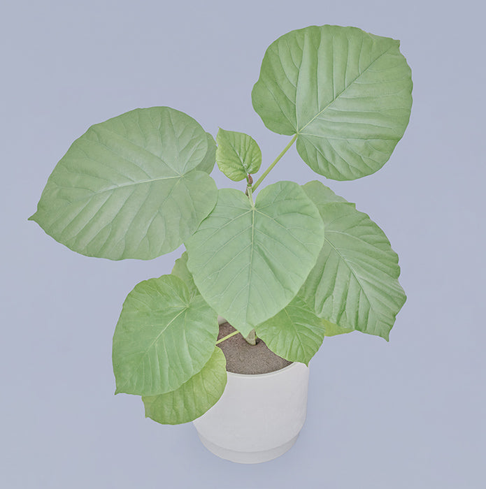 フィカス・ウンベラータ L SKWhite Pot（Simple Green L）｜土を使わ