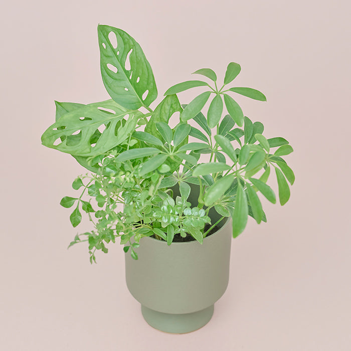 George（マドカズラ、シェフレラ、シマトネリコ）｜土を使わない観葉