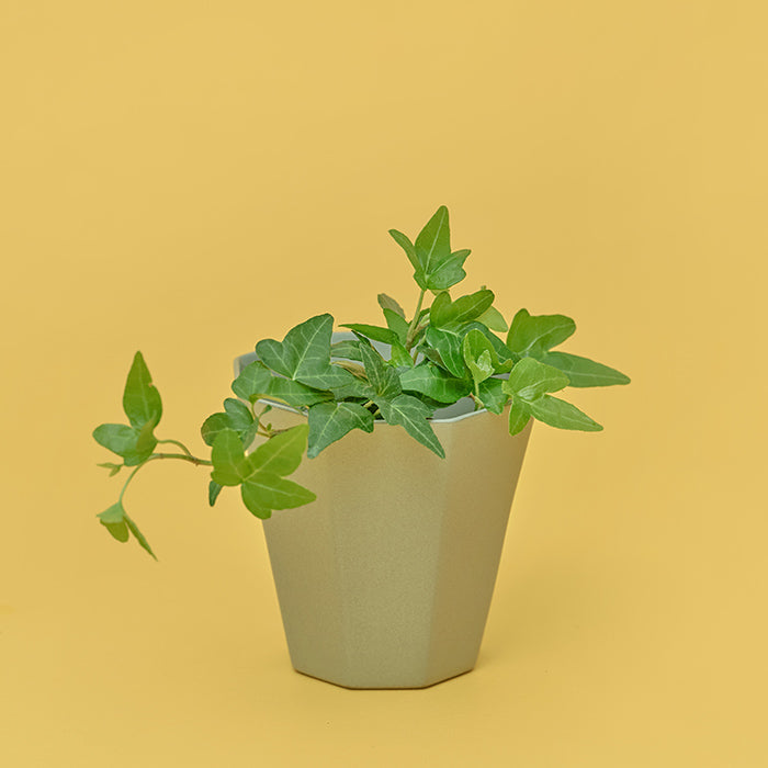 Greens