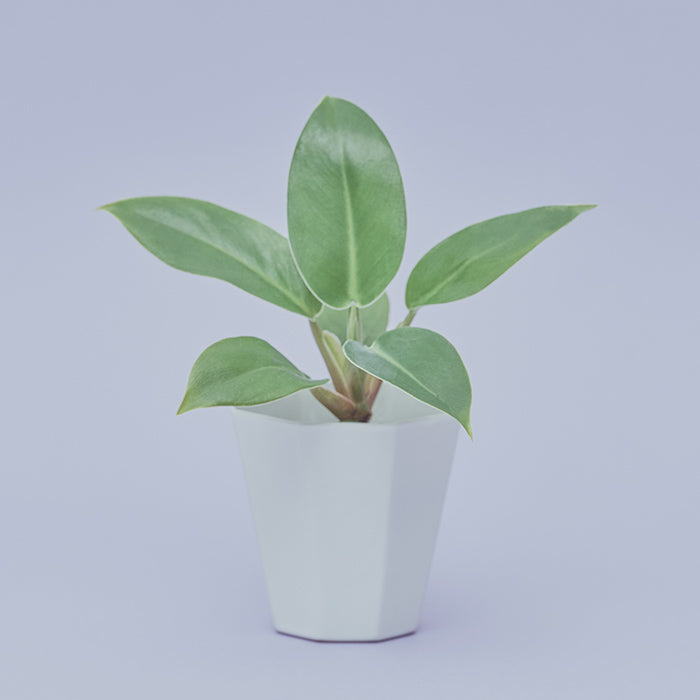 Greens – Page 4 – &Green