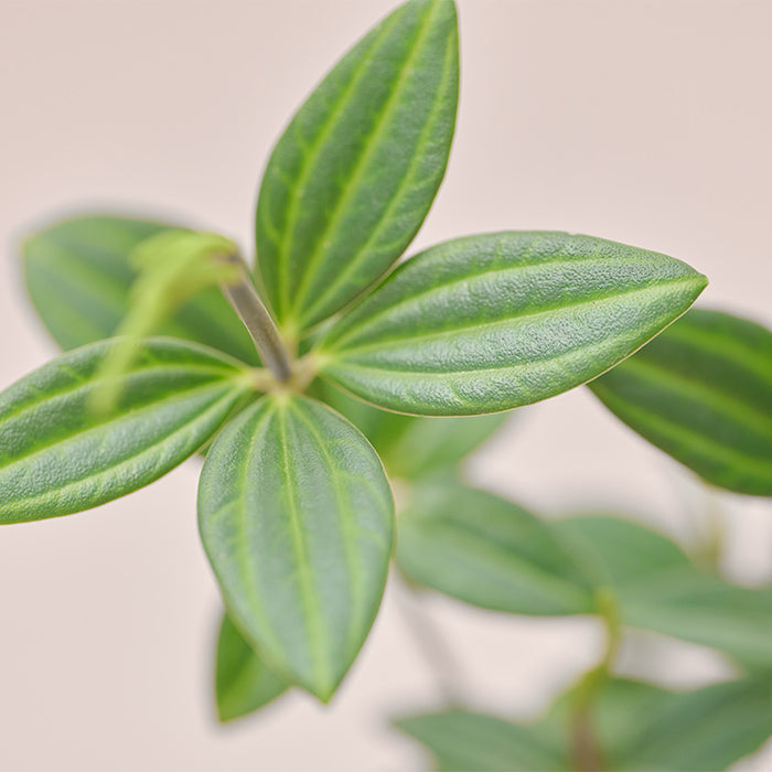 く*お様 aridarum perisai く*お様 aridarum perisai Josefia intricata (旧Aridarum