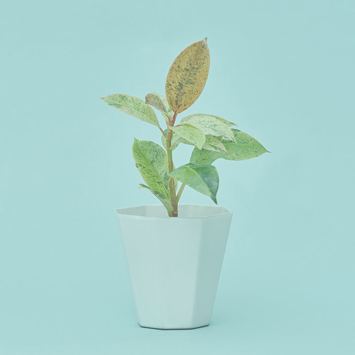 フィカス・ジン