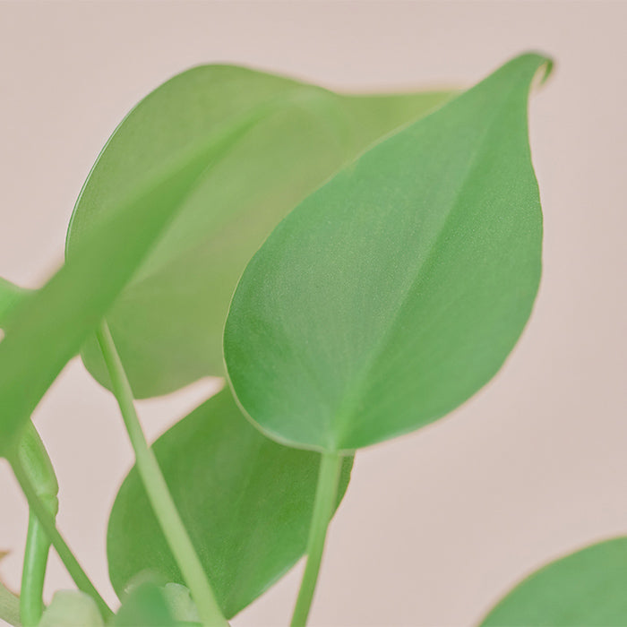 オキシカルジウム・グリーン