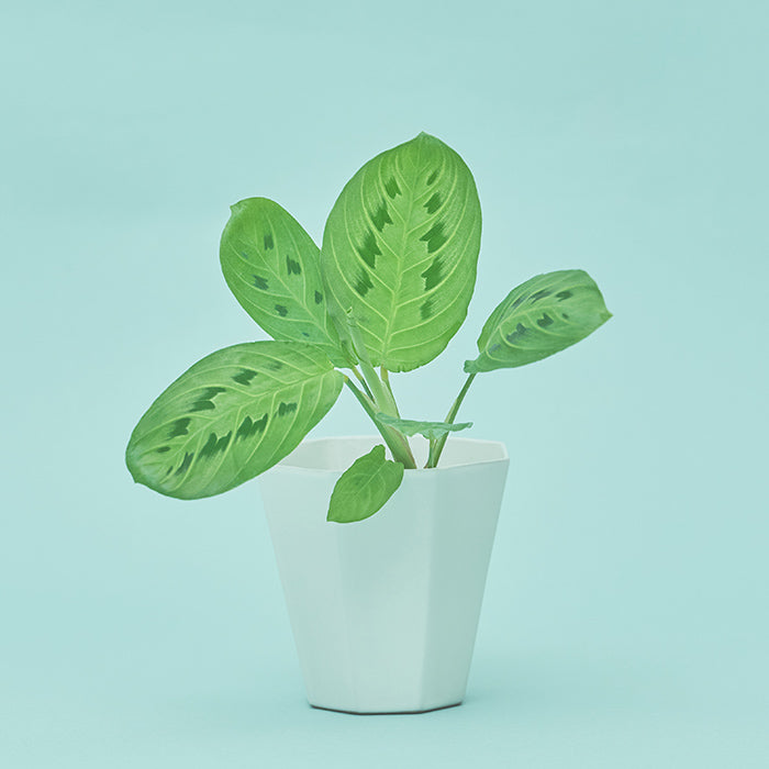 マランタ・レモンライム