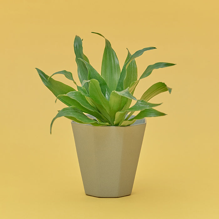 ドラセナ・コンパクタ