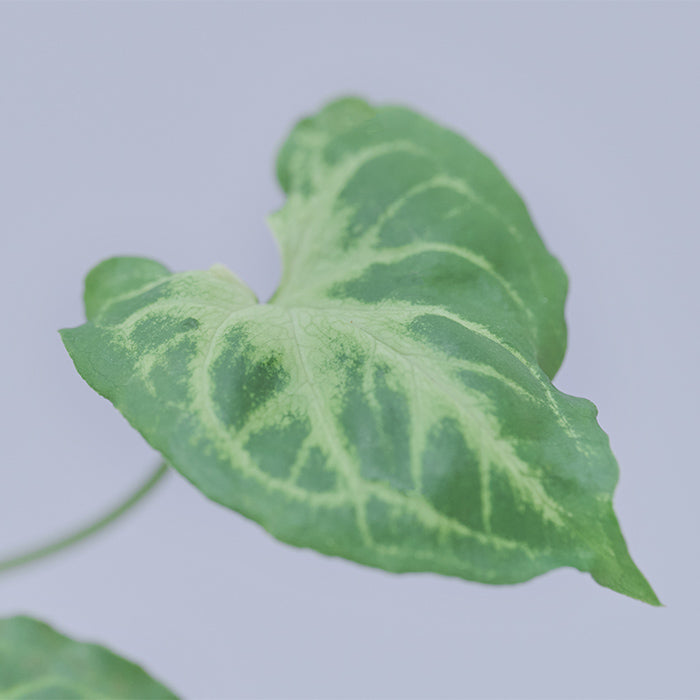 シンゴニウム・バティック