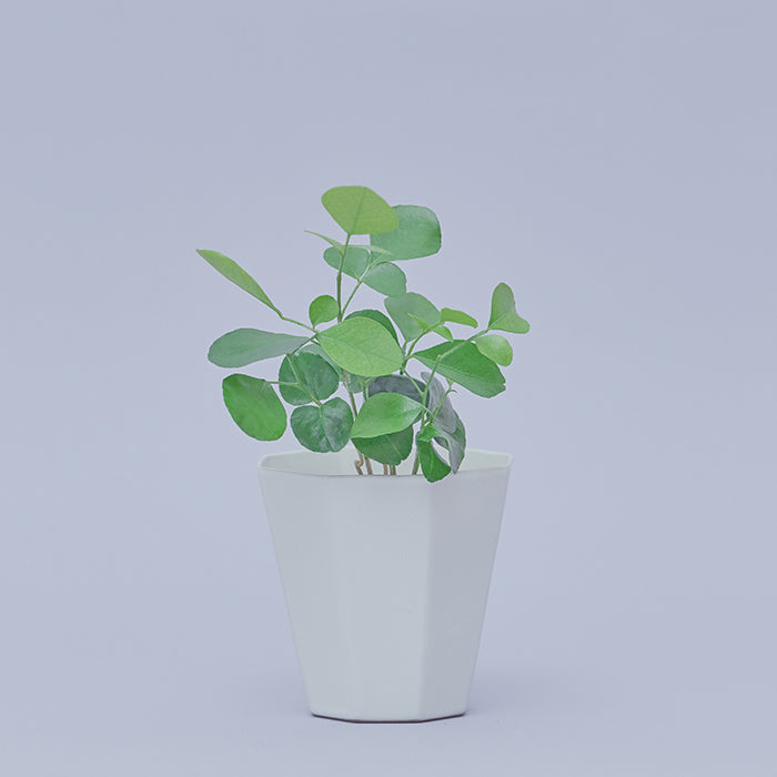Greens