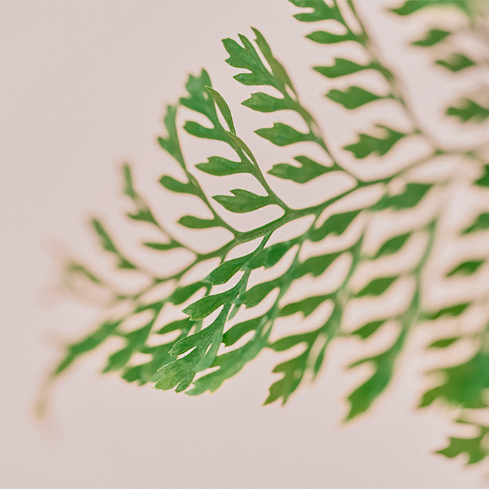 ダバリア・ラビットフット