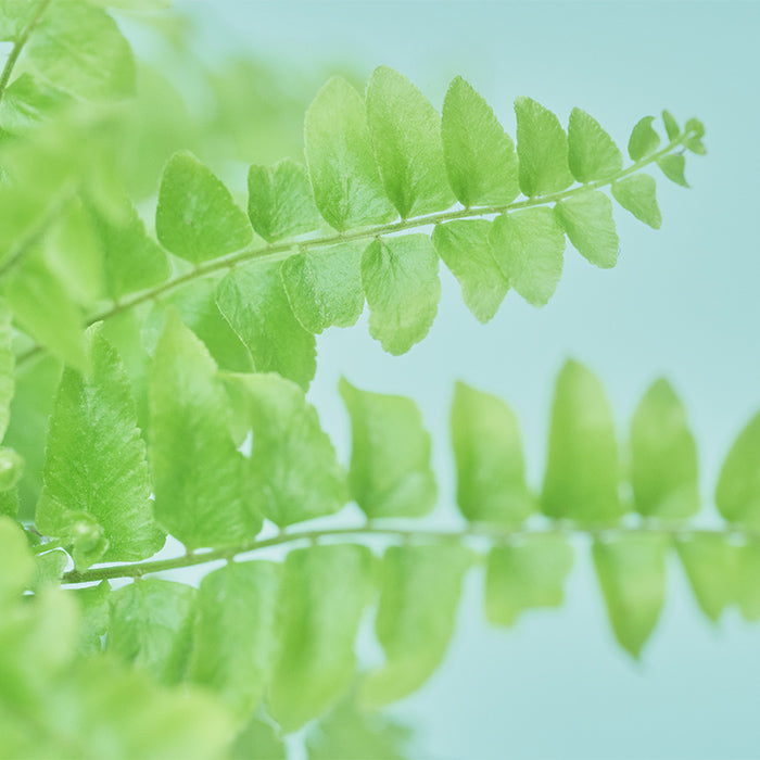 ネフロレピス・ブルーベル