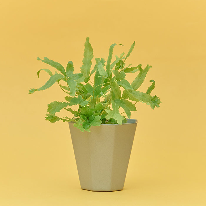 プテリス・ロウェリー