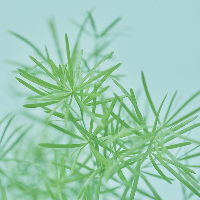 アスパラガス・スプレンゲリー