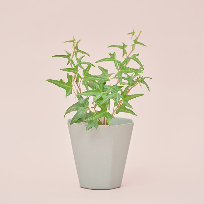 ヘデラ・アイリッシュレース